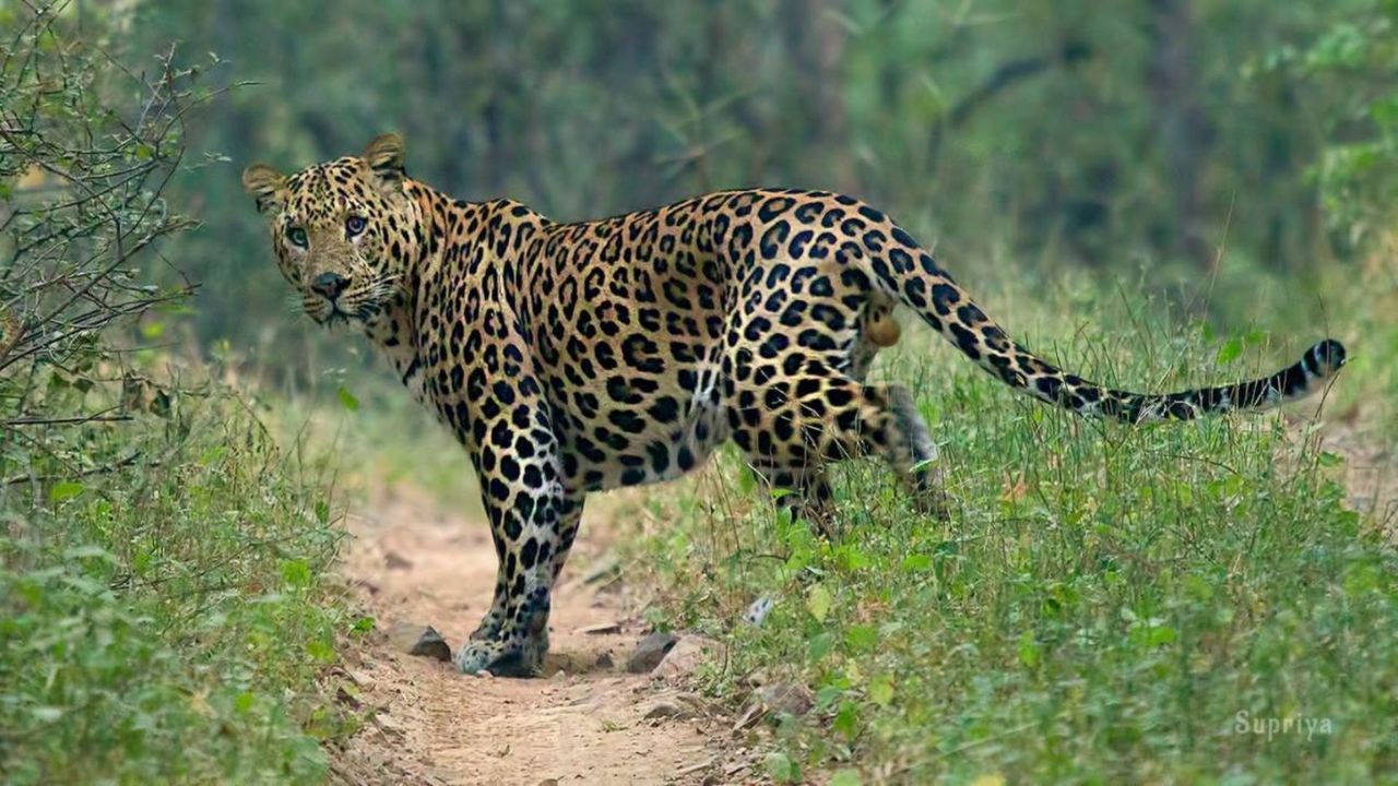 नैनीताल में आदमखोर तेंदुए ने ली युवक की जान, गांव में दहशत