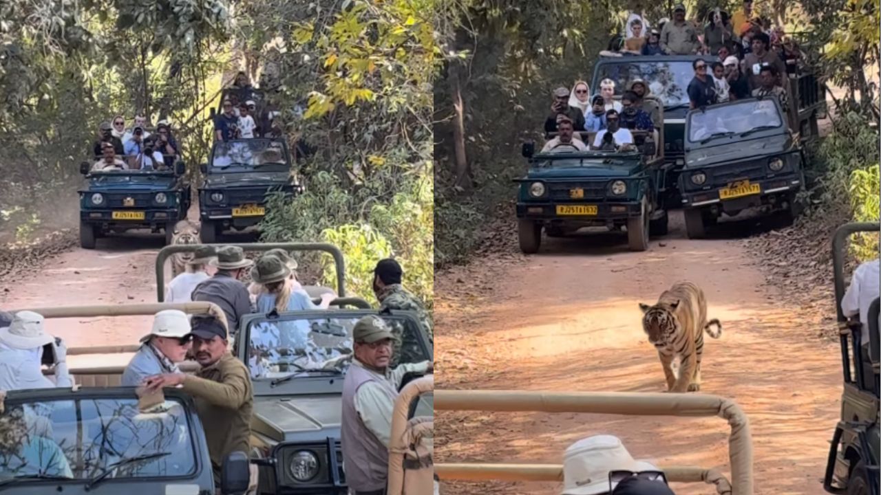 Viral Story: रणथंभौर पार्क में जिप्सियों से घिरा बाघ, गाड़ियों की लाइन देखकर भड़के लोग, देखें वीडियो