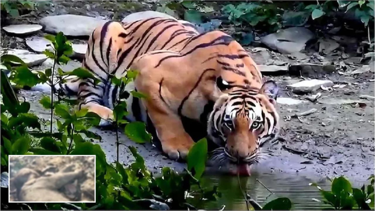 Ramnagar News: कॉर्बेट क्षेत्र में टाइगर का तांडव, हमले में मासूम हाथी की मौत, कौन जिम्मेदार