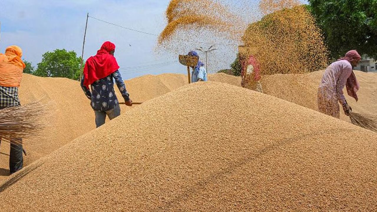 केंद्र का बड़ा फैसला, बारिश से प्रभावित गेहूं पर गुणवत्ता मानकों में ढील, MSP पर पूरी खरीद