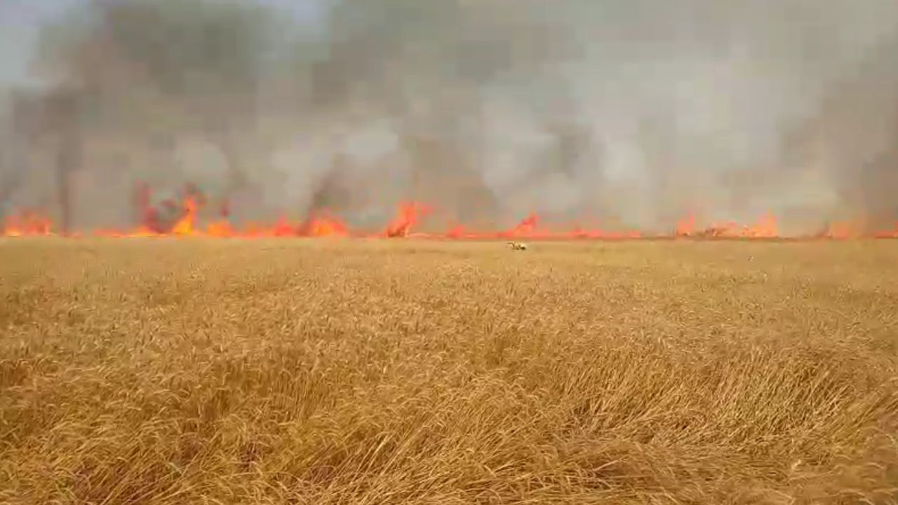 महराजगंज में आग का कहर, 50 एकड़ फसल जलकर राख