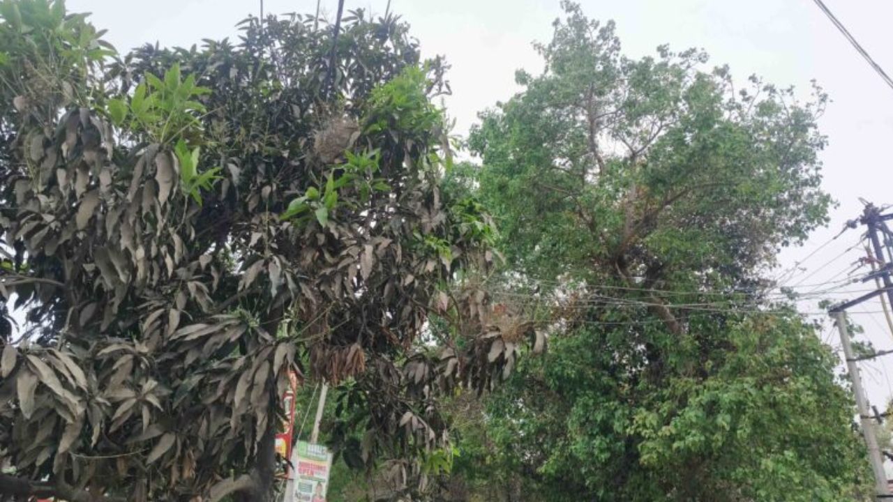 मौसम के बदले मिजाज से गोरखपुर में बढ़ी किसानों की चिंता, खड़ी गेहूं फसल पर मंडराया संकट