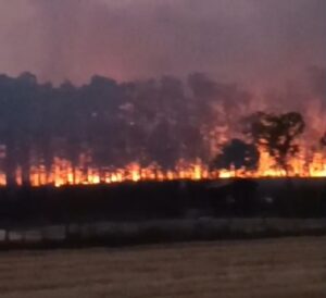 महराजगंज: पकड़ी रेंज के जंगल में कई किलोमीटर तक धधकी आग, वन विभाग में मचा हड़कंप