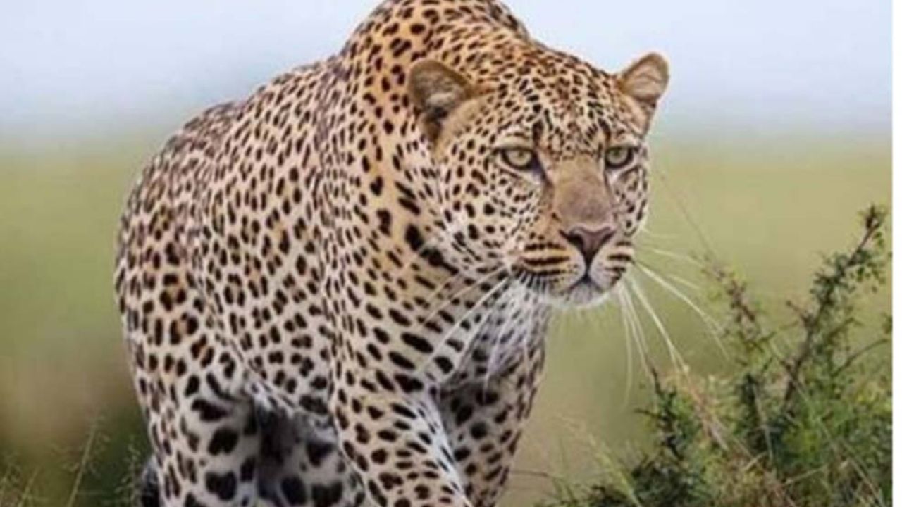 दलित बस्ती में इज्जतघर भी नहीं, तेंदुए के खौफ से दहशत में जी रहे ग्रामीणों ने खोली व्यवस्था की पोल