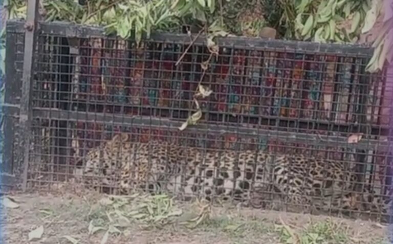 Nainital: पिंजरे में कैद हुआ गुलदार, सहमे ग्रामीणों ने ली राहत की सांस पर खतरा टला नहीं