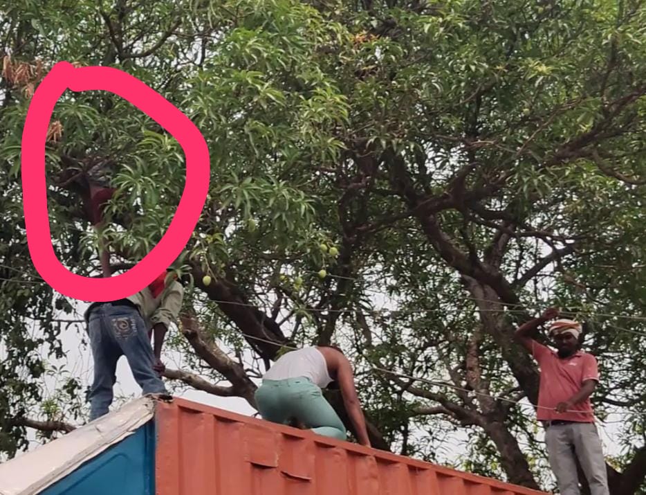 पेड़ पर आम तोड़ने चढ़ा मासूम बना हाईटेंशन लाइन का शिकार, 11 हजार वोल्ट करंट से दर्दनाक मौत