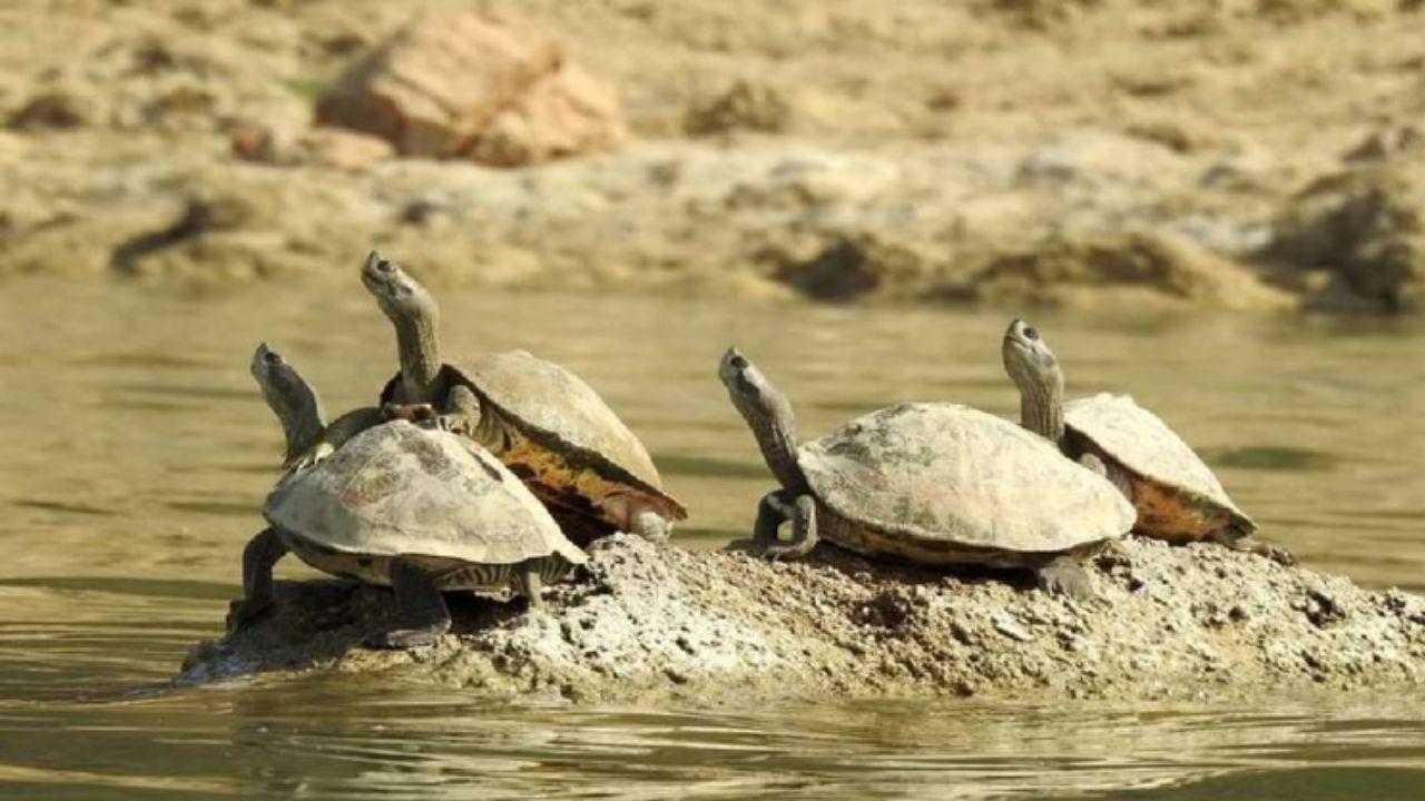 चंबल नदी में रहस्यमयी हलचल: ‘मदरकॉल’ के बाद हजारों नन्हें कछुए अचानक कैसे पहुंचे पानी तक?