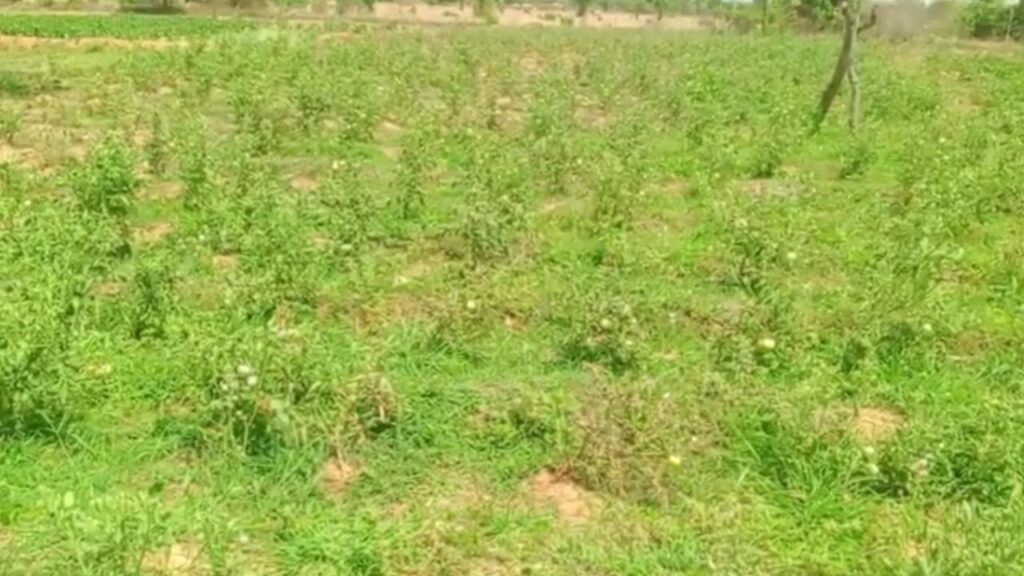 Crisis Looms Over Farmers Irrigation Systems