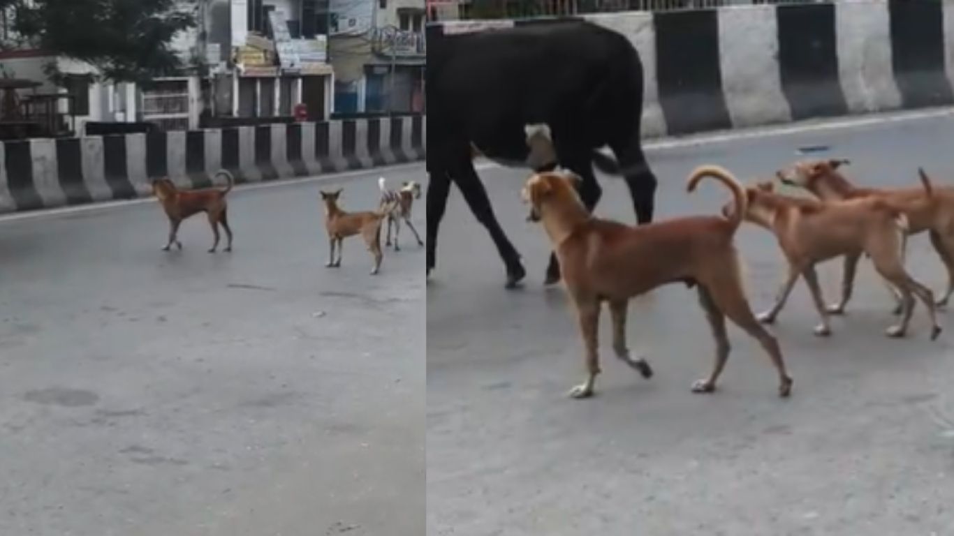 देवरिया में आवारा कुत्तों का बढ़ता आतंक, लोगों में दहशत