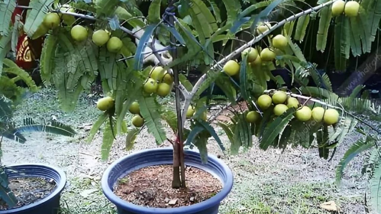 आंवले का पौधा लगाने से अश्वमेध यज्ञ के समान पुण्यफल मिलने की मान्यता है। धार्मिक मान्यताओं के अनुसार इसकी पूजा से लक्ष्मी नारायण प्रसन्न होते हैं और परिवार में खुशहाली आती है। (Img- Internet) 
