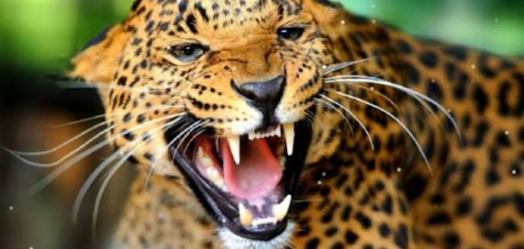 Leopard Attack: मुक्ताेश्वर में तेंदुए का हमला, आईबीआरआई कर्मचारी घायल होने से क्षेत्र में दहशत