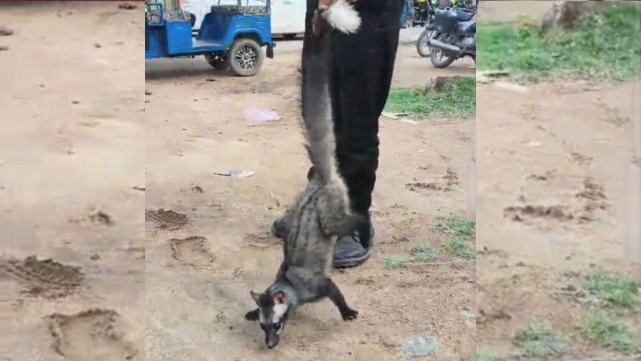 निचलौल के फल गोदाम में घुसा मुर्दाखोर, दो बच्चों संग मची अफरा-तफरी… रेस्क्यू के दौरान बच्चे की मौत