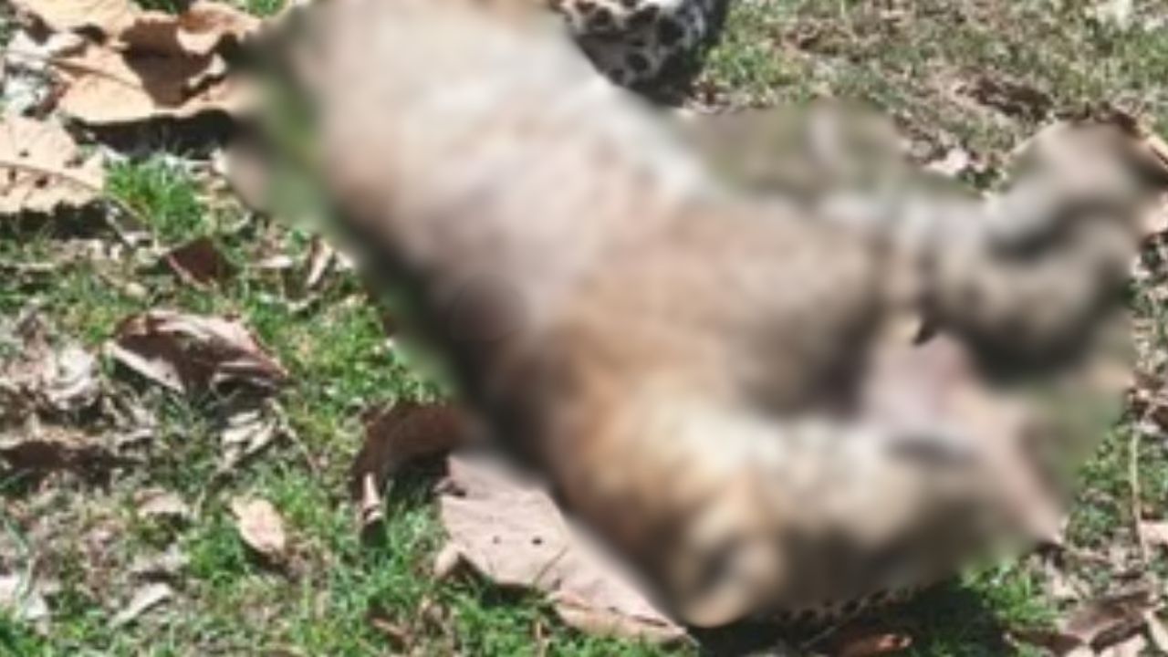 Maharajganj News: जंगल में फैली बदबू ने खोला राज, अंदर का मंजर देख दहल गए वनकर्मी