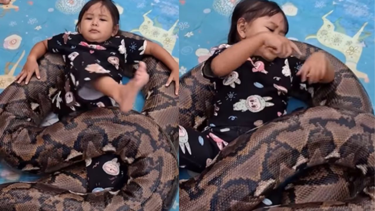 वायरल वीडियो ने मचाया हड़कंप… विशाल अजगर के ऊपर बच्ची को लिटाकर बनाया जा रहा था वीडियो, लोगों ने उठाए गंभीर सवाल