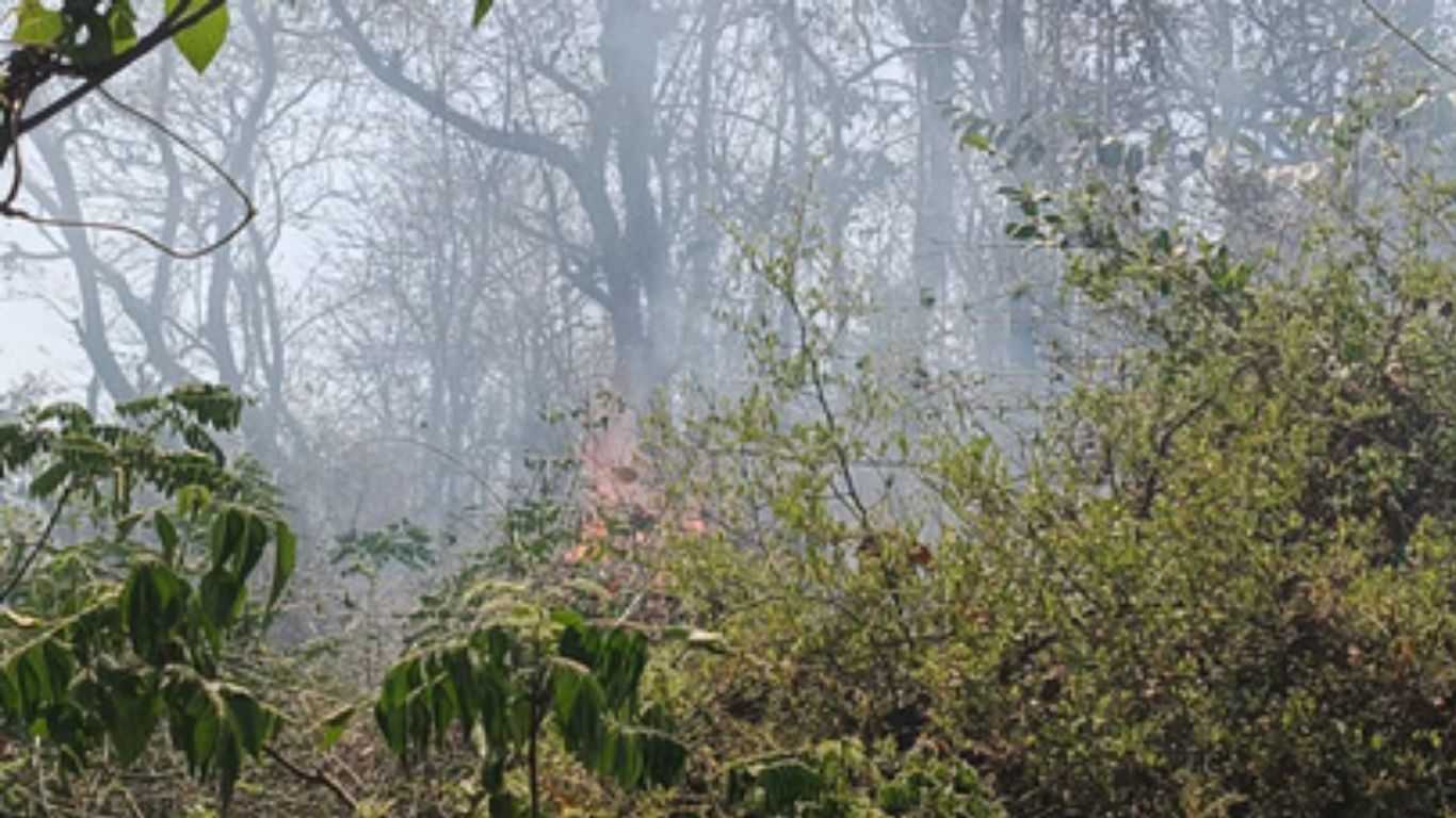 इटावा में लकड़ी माफियाओं का आतंक, वनकर्मियों पर तमंचा तान दी जान से मारने की धमकी