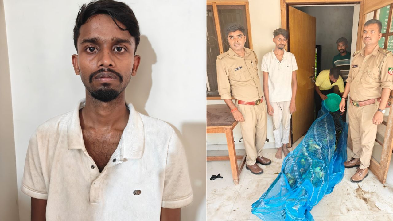 तीन झोलों में भरकर ले जाए जा रहे थे 100 तोते, STF ने ऐसे दबोचा तस्कर