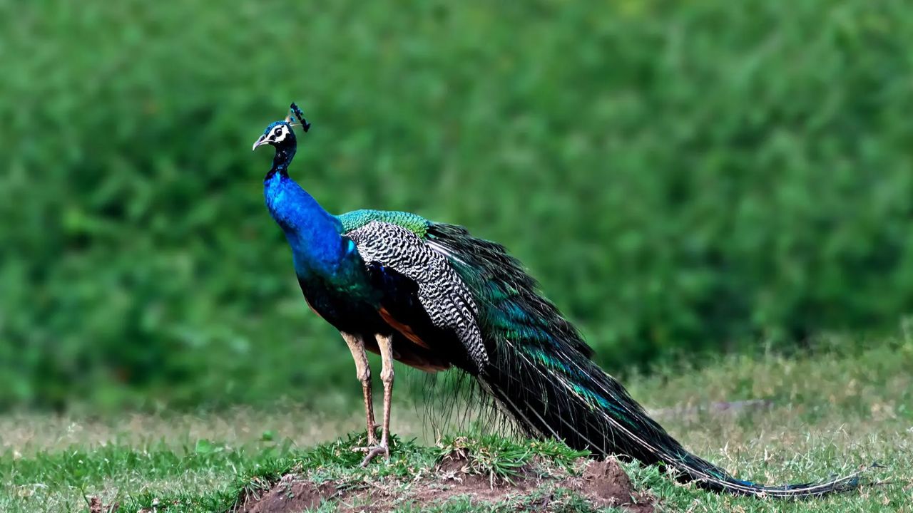 भारत के राष्ट्रीय पक्षी मोर की उम्र जानकर रह जाएंगे हैरान, सोच से भी ज्यादा साल तक जीता है यह खूबसूरत पक्षी!