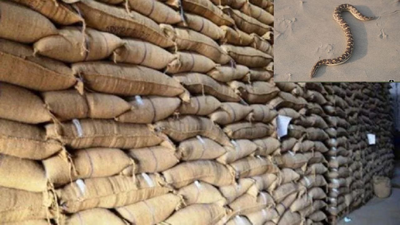 Agra: सरकारी गोदाम में घुसे तीन सांप, कर्मचारियों में मच गई अफरातफरी