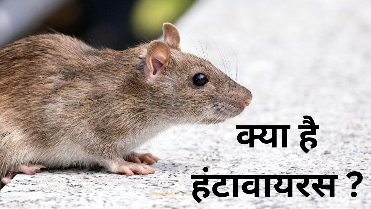 Hantavirus Alert: क्या है हंता वायरस? लक्षण, कारण और बचाव… भारत के लिए कितना बड़ा खतरा?