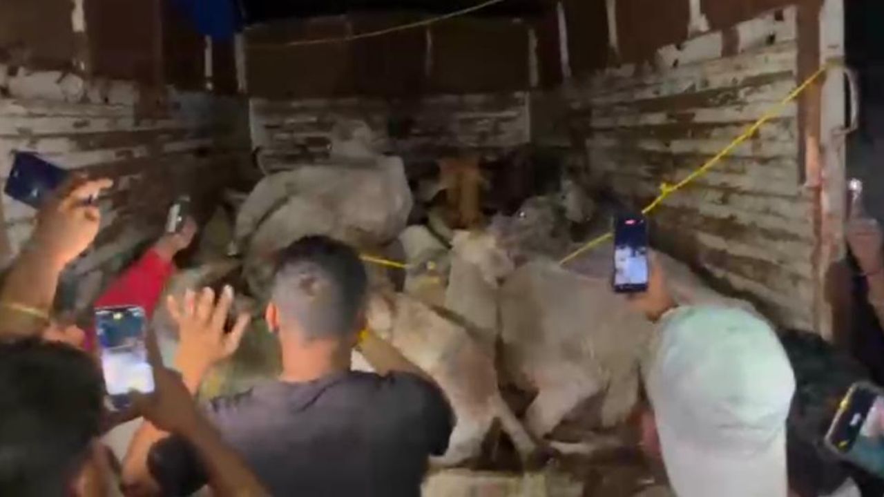 Seraikela: गो-तस्करी के आरोपों पर घिरी पुलिस, मवेशियों की हालत देख भड़के ग्रामीण