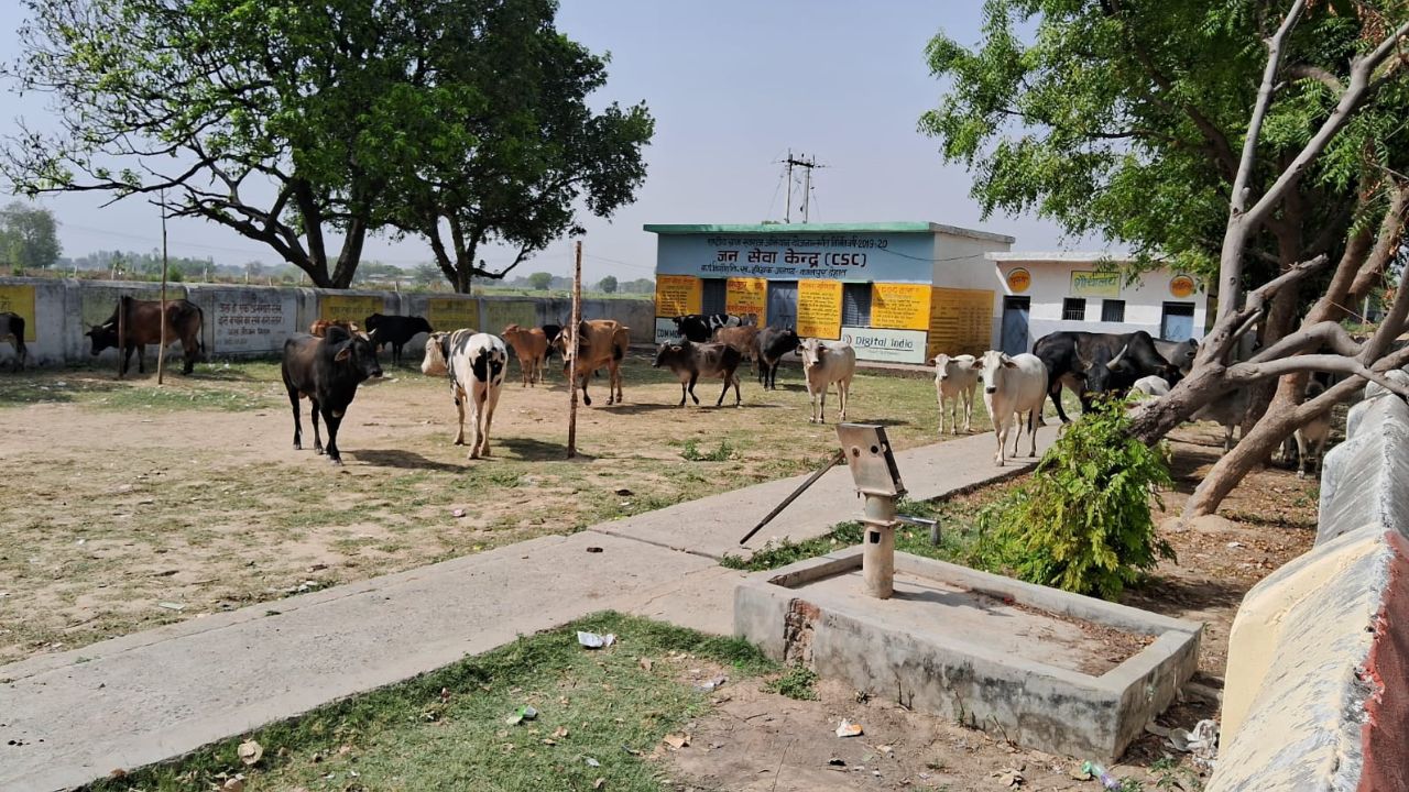 Kanpur Dehat News: खेत की रखवाली कर रहे किसान पर मौत बनकर टूटा सांड, गांव में मचा हड़कंप