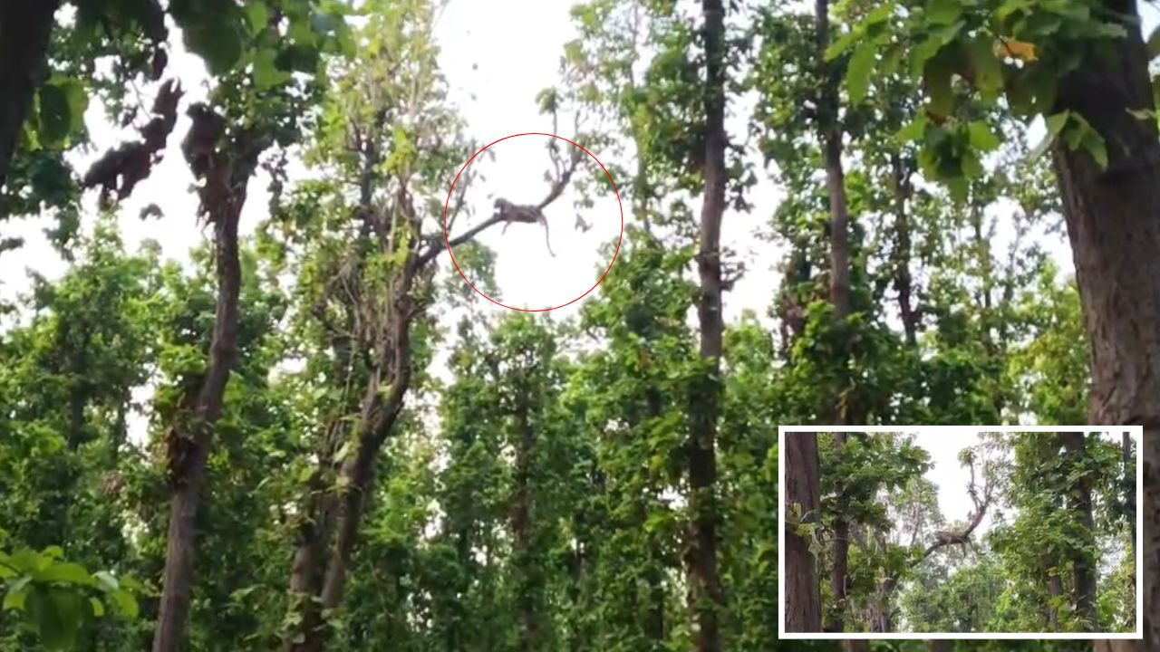 पेड़ की डाल पर आराम फरमा रहा था तेंदुआ, जब ग्रामीणों की पड़ी नजर तो उड़े होश; Video Viral