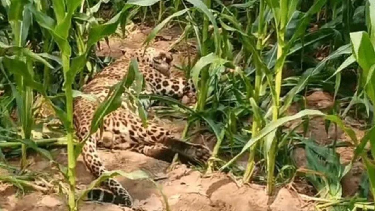 महराजगंज में मक्के के खेत में मिला तेंदुए का शव, आखिर क्या हो सकता है मौत का कारण?