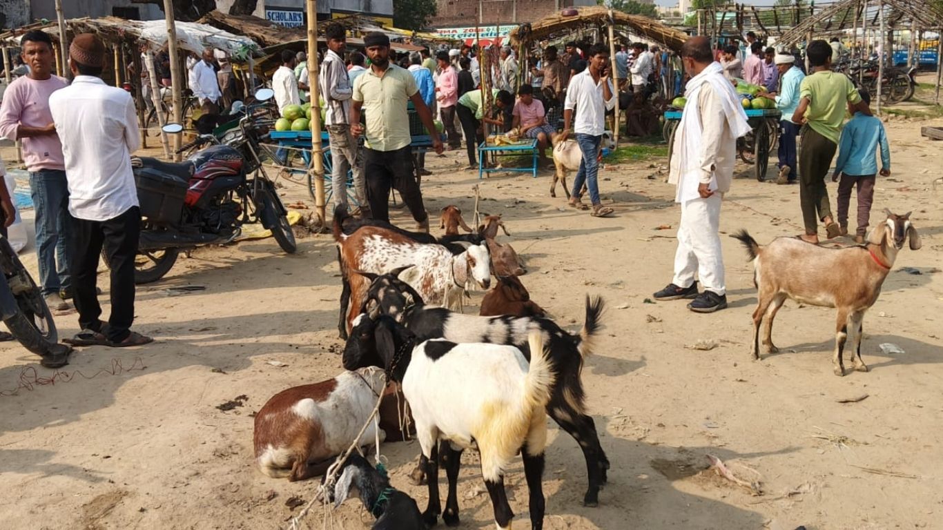 कोल्हुई बकरा मंडी वर्षों से चली आ रही एक लोकप्रिय परंपरा है। यहां केवल स्थानीय लोग ही नहीं, बल्कि नेपाल सहित सिद्धार्थनगर, गोरखपुर, संकबीरनगर, बस्ती और आसपास के कई जिलों से लोग बकरा खरीदने-बेचने आते हैं। इस मंडी की खासियत यह है कि यहां हर उम्र और नस्ल के बकरों की भरमार रहती है, जिससे खरीदारों को अपनी पसंद और बजट के अनुसार बकरा चुनने का अच्छा अवसर मिलता है।