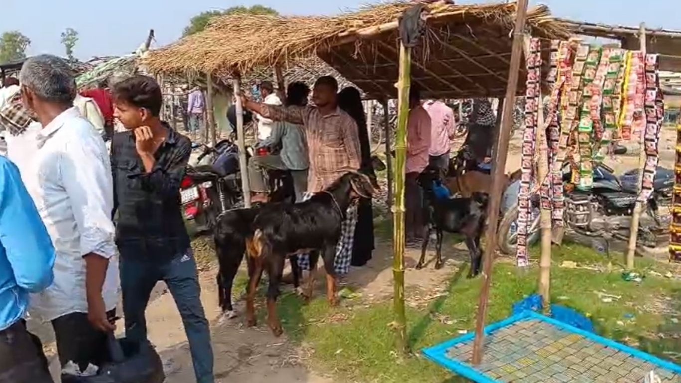 Kolhui (Maharajganj): कोल्हुई(महराजगंज) जिले के प्रसिद्ध कोल्हुई बकरा मंडी में शुक्रवार सुबह बकरा ईद को लेकर जबरदस्त खरीददारी रही। त्योहार से ठीक पहले बड़ी संख्या में लोग बकरों को बेचने और खरीदने के लिए मंडी पहुंचे।