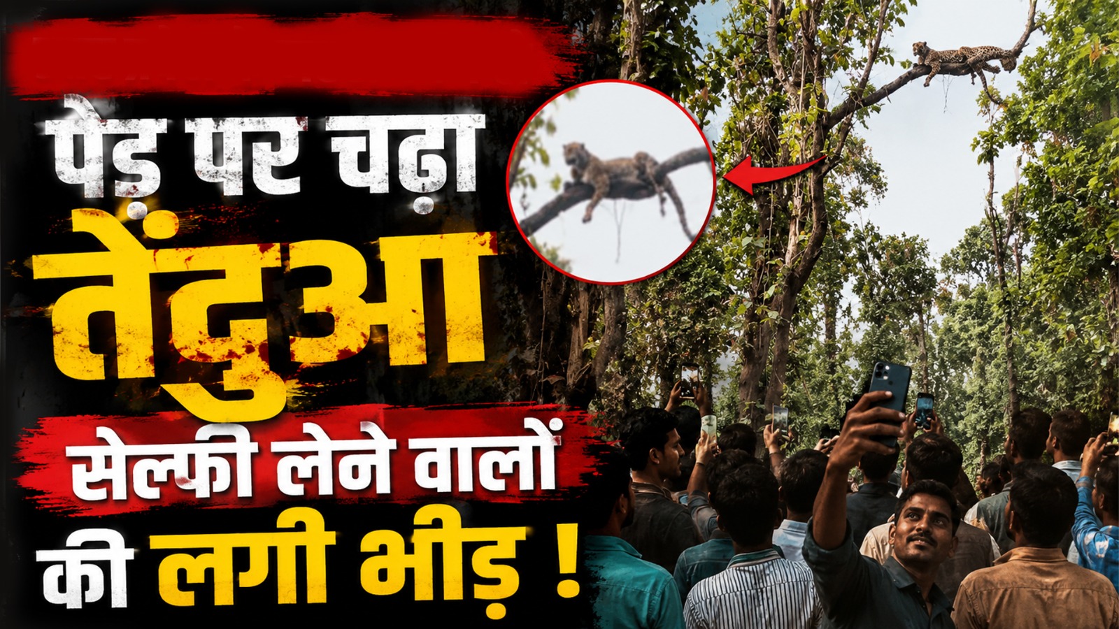 Video: पेड़ की पतली डाल पर ‘आराम’ करता दिखा तेंदुआ, वीडियो देख दहशत में लोग!
