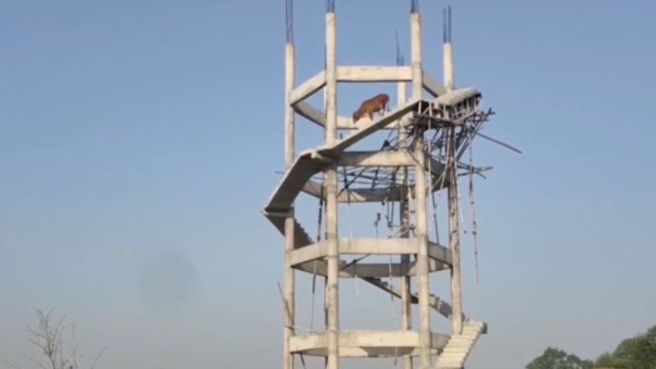 सुरक्षा में बड़ी चूक! बदायूं में ओवरहेड टैंक से गिरकर सांड की मौत