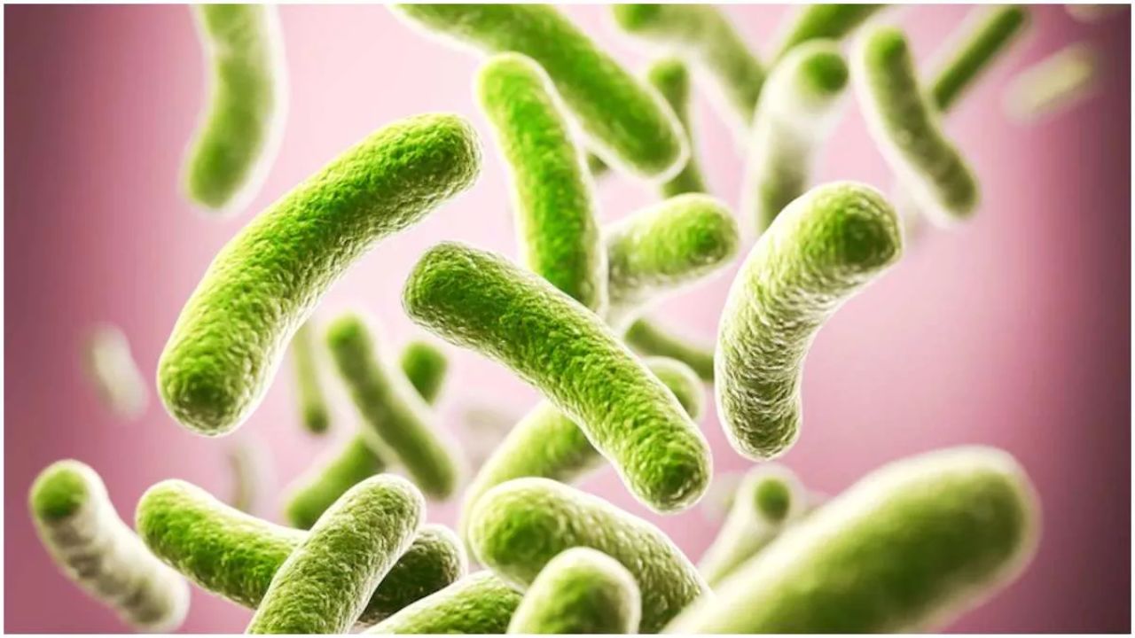 कुछ मामलों में बार-बार आने वाली खट्टी डकार पेट में 'एच. पाइलोरी' (H. pylori) नाम के बैक्टीरिया के इन्फेक्शन की ओर इशारा करती है। इसके कारण बदबूदार डकार, पेट फूलना और ब्लोटिंग की शिकायत होती है। इसके अलावा इरिटेबल बोवेल सिंड्रोम (IBS) और लैक्टोज इनटोलरेंस भी इसकी वजह बन सकते हैं। डॉक्टरों के मुताबिक, अगर खट्टी डकार के साथ पेट दर्द, उल्टी, दस्त या वजन कम होने जैसे लक्षण दिखें, तो तुरंत जांच करानी चाहिए। (Img- Internet)