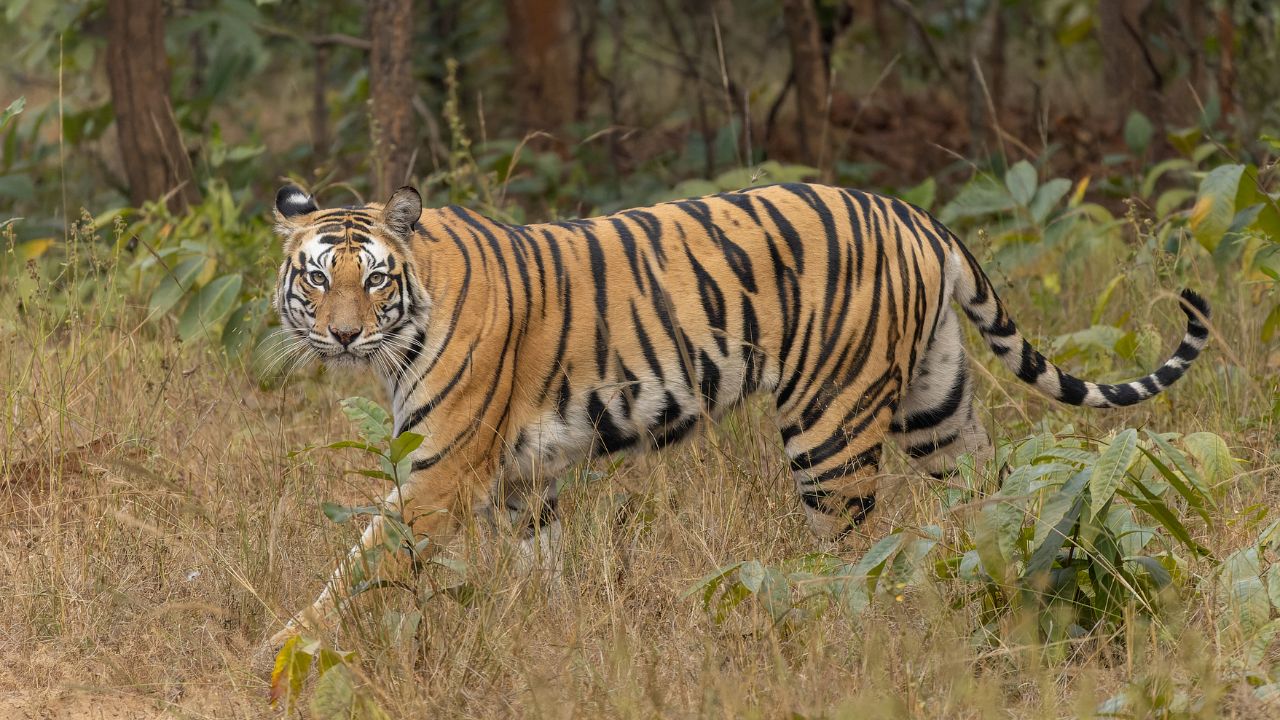 Almora में राहत की सांस: रेस्क्यू सेंटर भेजा गया बाघ, अब फिर स्कूलों में होगी रौनक