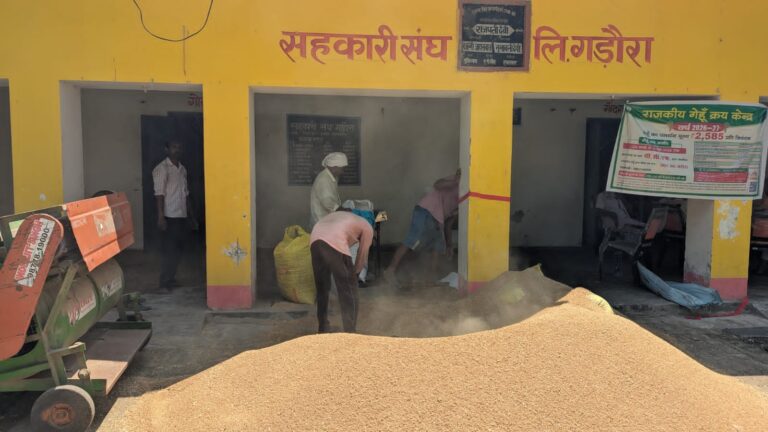 गड़ौरा सहकारी संघ में फिर गूंजा खरीद केंद्र का शंखनाद, किसानों के चेहरे खिले