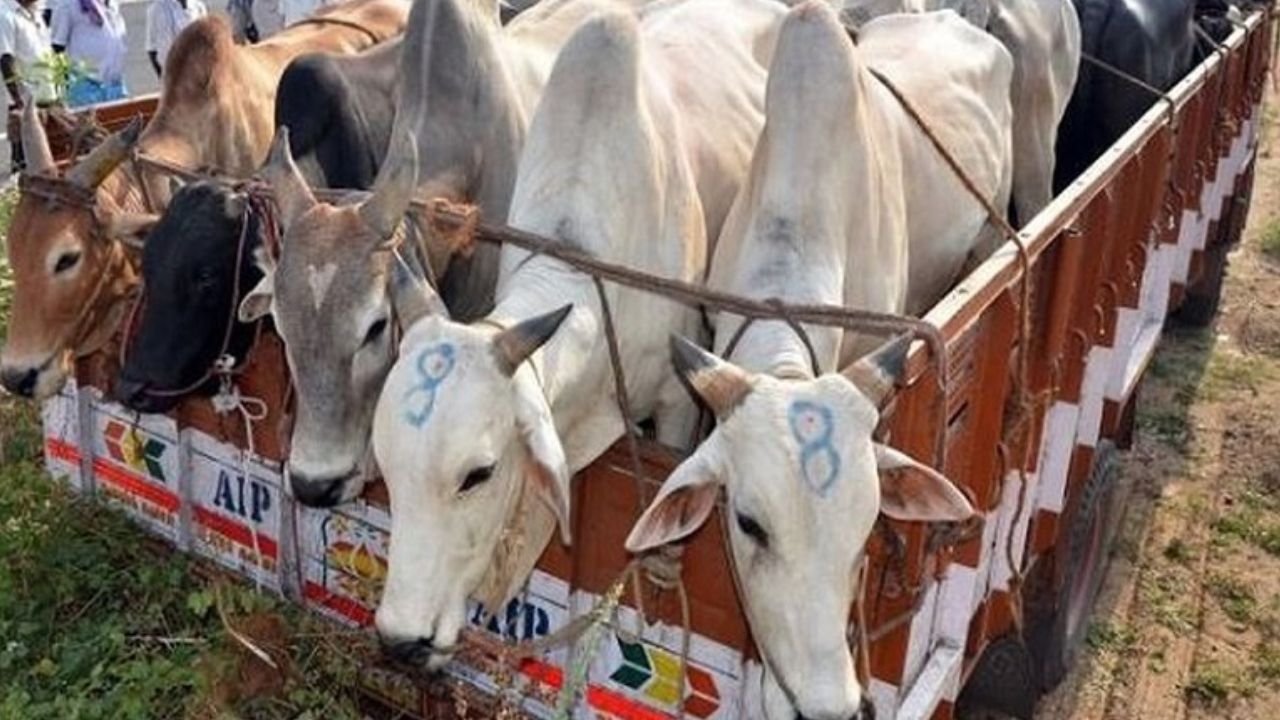 Mirzapur: देर रात हुई मुठभेड़, पुलिस पर फायरिंग कर भाग रहे गौ-तस्करों की हुई घेराबंदी