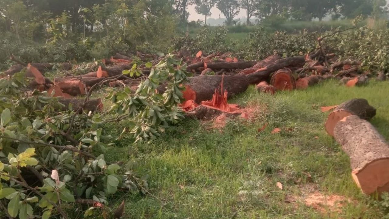 हरियाली बचाने के दावों के बीच देवरिया में पेड़ों की अंधाधुंध कटाई, आखिर वन विभाग मौन क्यों?