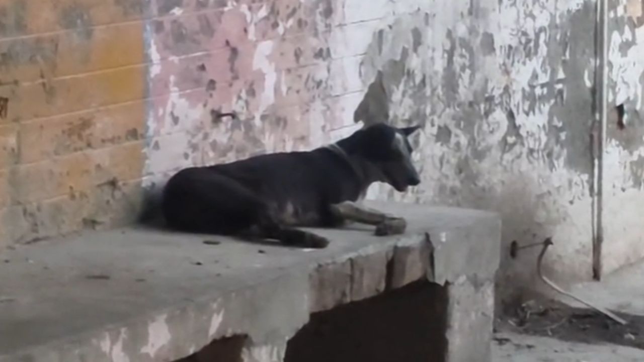 बदायूं में पागल कुत्ते ने मचाया आतंक : दो घंटे और पूरा कस्बा दहशत में… दो दर्जन से ज़्यादा लोग घायल