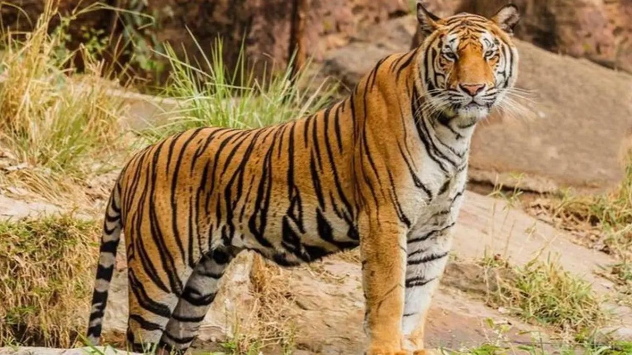 जंगल जाने पर पाबंदी, कैलाली में बाघिन की दस्तक के बाद वन विभाग ने जारी की हाई अलर्ट चेतावनी