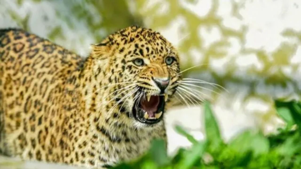 पौड़ी में गुलदार का दिल दहला देने वाला हमला: घर के पास घास काट रही महिला को बनाया निवाला, धड़ से अलग किया सिर