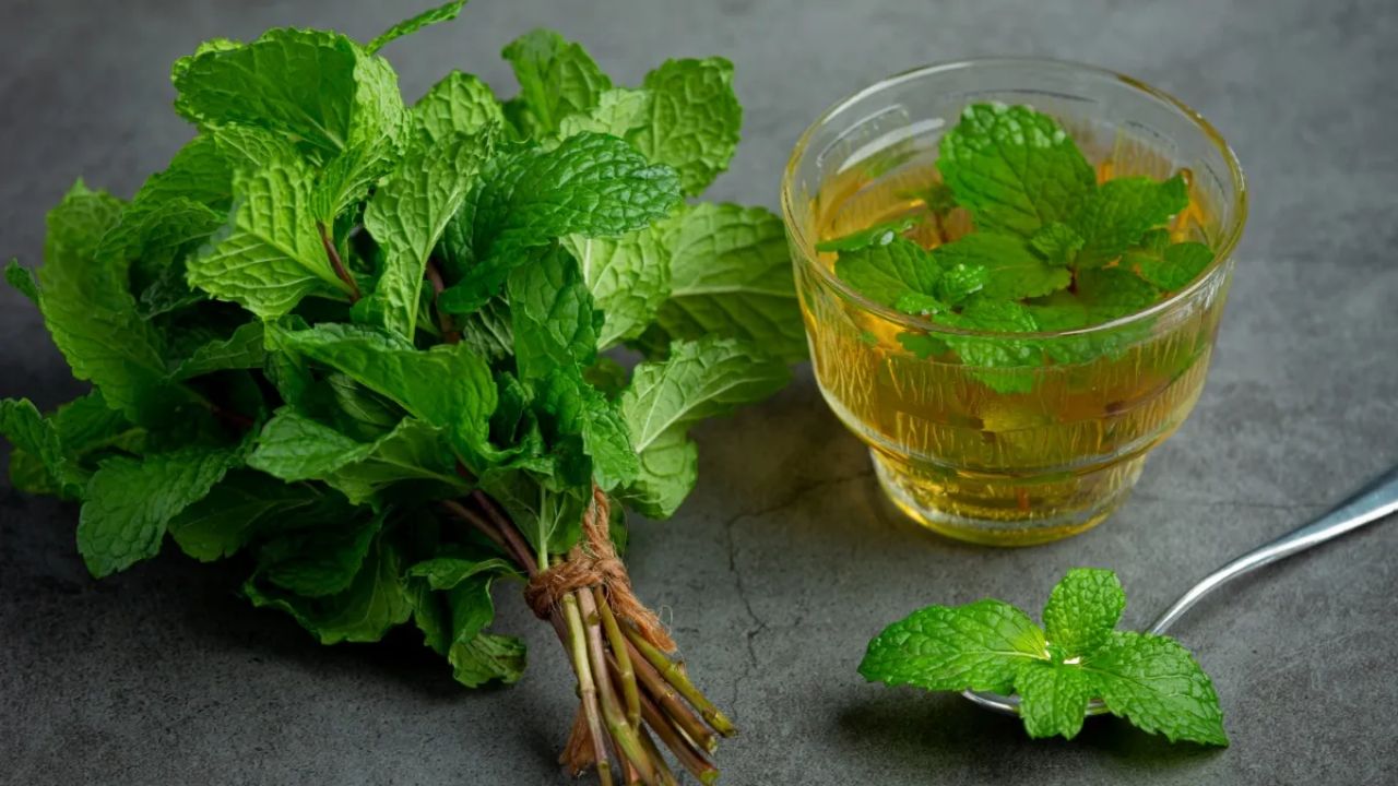Kitchen Hacks: गर्मियों में एक-दो दिन में ही मुरझा जाता है पुदीना? अपनाएं ये 4 जादुई तरीके, 15 दिनों तक रहेगा एकदम हरा और ताजा