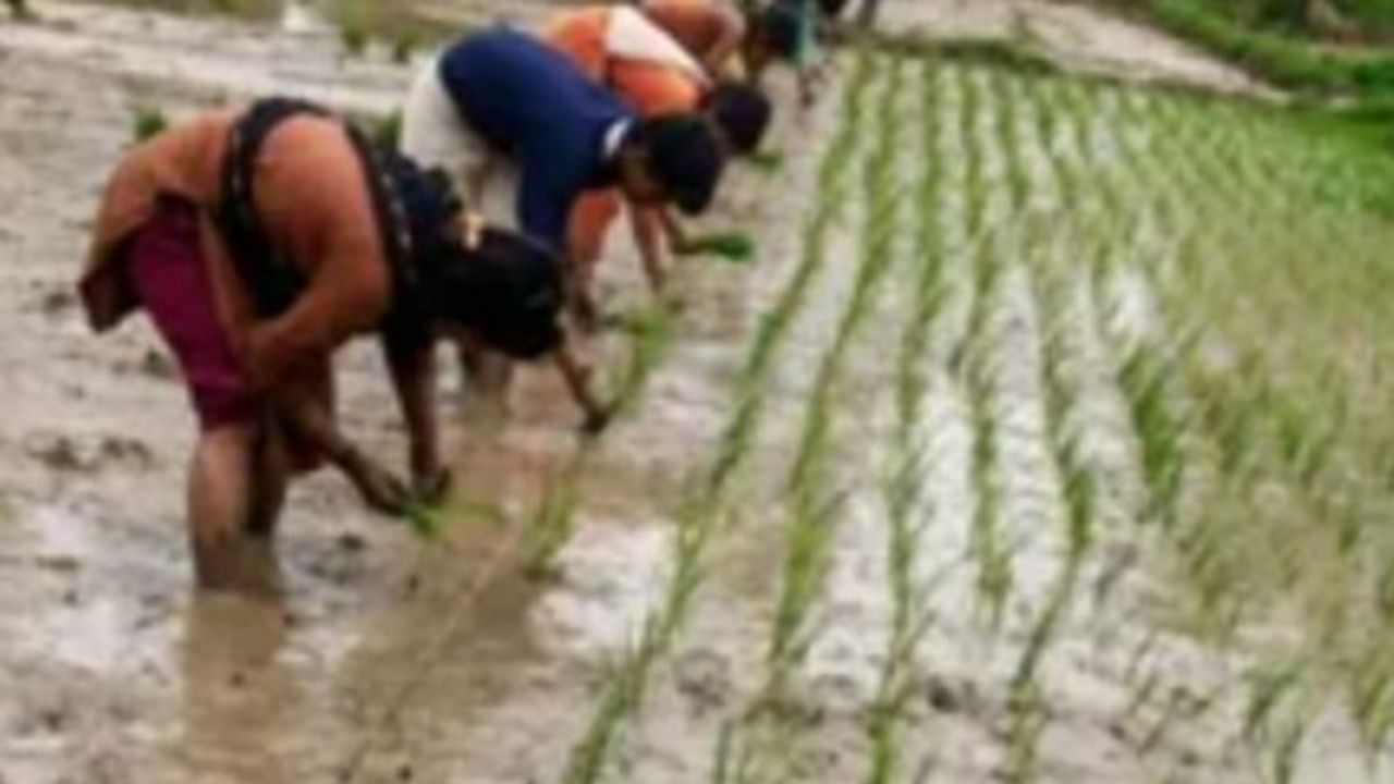 Gorakhpur: मानसून की दस्तक, झमाझम बारिश से किसानों के चेहरे खिले धान की रोपाई को मिली रफ्तार