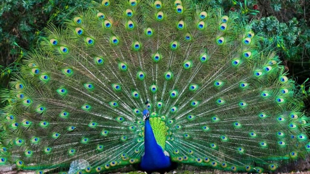 Peacock Dance