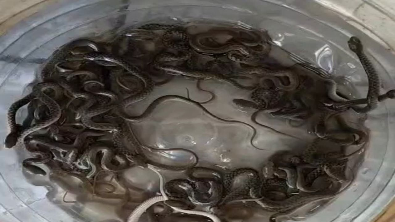 टैंक खोला तो उड़ गए होश! हरिद्वार में कीलबैक प्रजाति के सांपों का मिला डेरा, वीडियो सोशल मीडिया पर वायरल