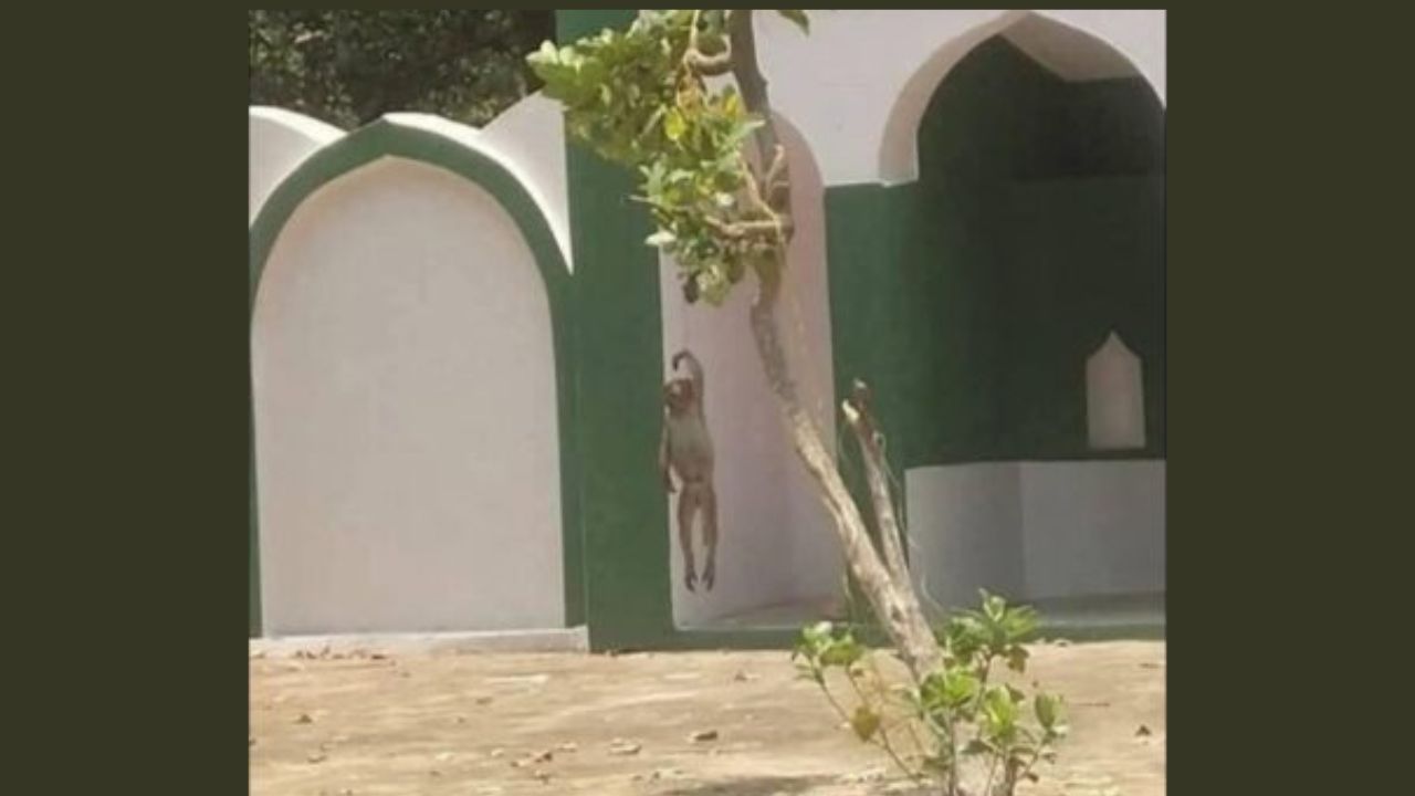 Balrampur News: बेजुबान से ऐसी क्रूरता क्यों? तुलसीपुर देहात में बंदर की मौत पर भड़के ग्रामीण