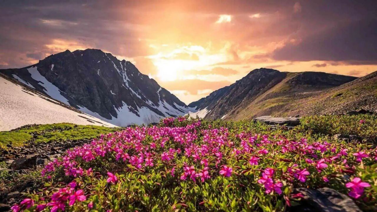 उत्तराखंड की विश्व प्रसिद्ध 'वैली ऑफ फ्लावर्स' (फूलों की घाटी) को पर्यटकों के लिए 1 जून से खोल दिया गया है। जुलाई और अगस्त के महीनों में यहां सैकड़ों प्रजातियों के रंग-बिरंगे फूल खिलते हैं, जो ट्रेकिंग और फोटोग्राफी के शौकीनों के लिए किसी सपने जैसे लगते हैं। (Img- Internet) 
