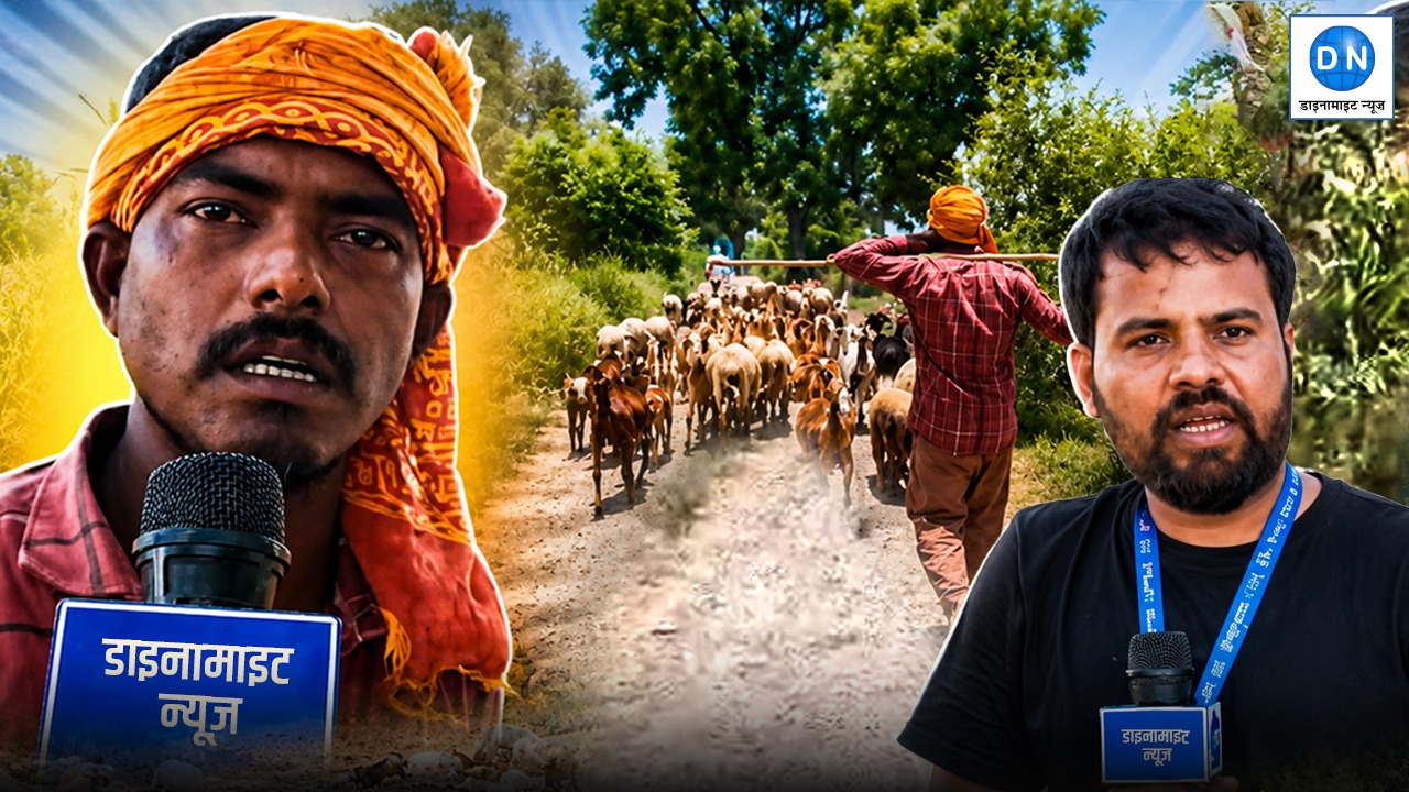 Dynamite News Exclusive: खेती से नहीं भर रहा घर का खर्च, अब भेड़-बकरियां बदल रही हैं गांव वालों की किस्मत!
