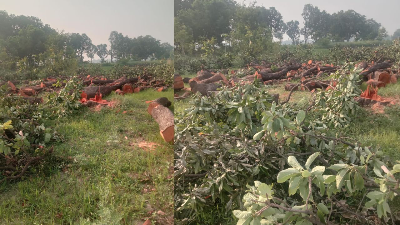 देवरिया में हरियाली पर संकट : वन विभाग की चुप्पी पर उठे सवाल, ठेकेदारों के हौसले बुलंद