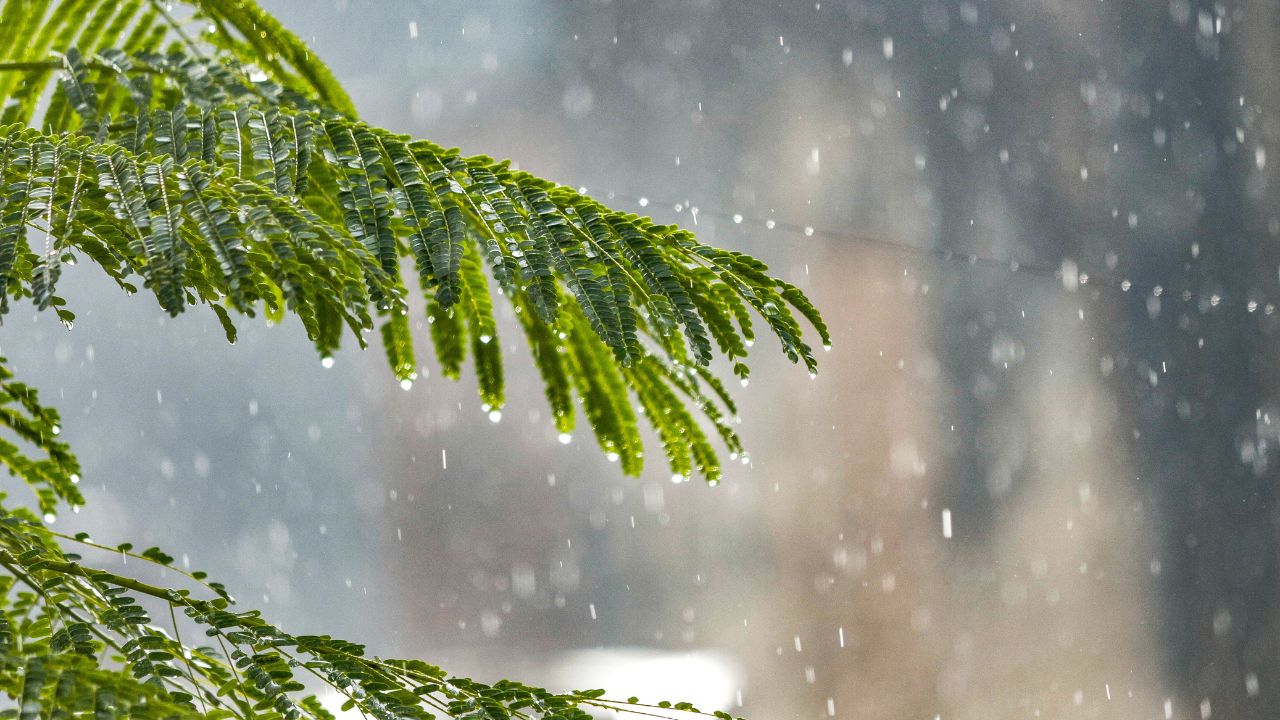 UP Weather: मेरठ-आगरा समेत कई शहरों में बारिश का येलो अलर्ट, इस साल कमजोर रह सकता है मानसून; सताएगी तपती गर्मी