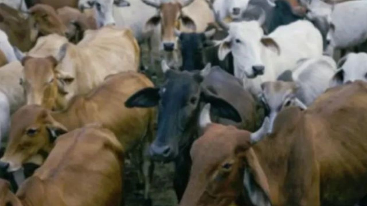आजमगढ़ में गोलियों की तड़तड़ाहट: खाकी की जवाबी कार्रवाई में ढेर हुआ गो-तस्कर, 2 साथी फरार