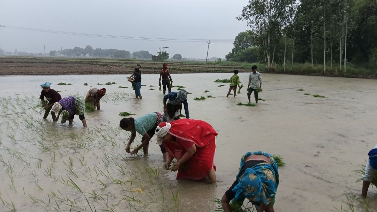 गुलाबी गैंग का अनोखा संग्राम,  हाथों में धान के पौधे और जुबां पर सरकार के खिलाफ जंग